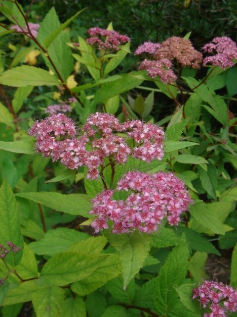 Spiraea japonica 'Froebelli'